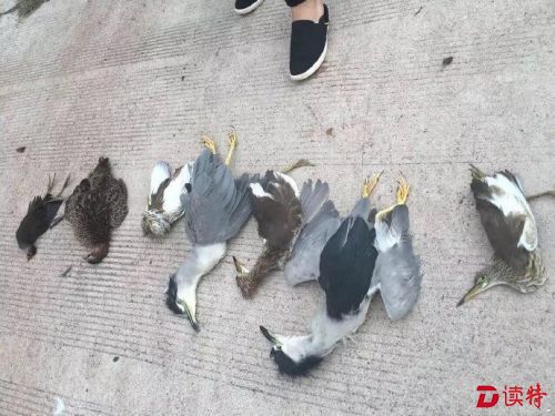这4人猎杀国家保护鸟类还拍照炫耀 警方抓之