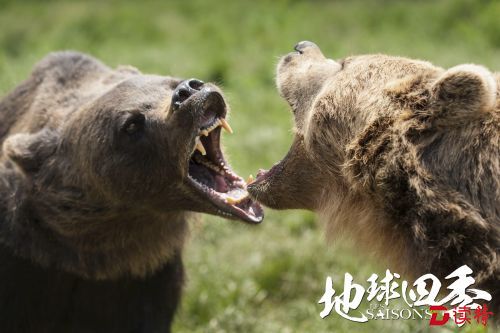 野熊嘶吼