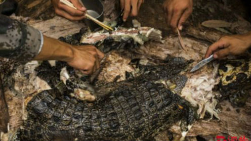 中美澳陆战精英“荒野求生” 这条鳄鱼遭了殃