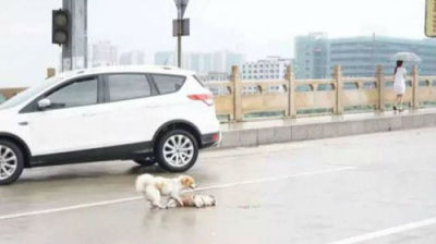 东莞：狗狗被撞死 同伴在路中央相守