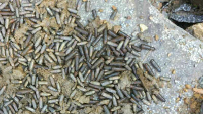 仙湖植物园工地挖出大量子弹 来源未明