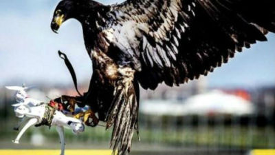 对付非法无人机！荷兰警方玩老鹰抓“小机”