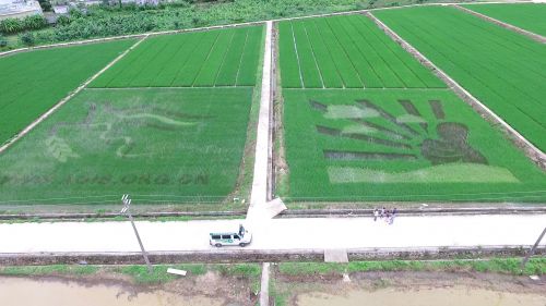 中国农科院深圳基因组研究所大鹏水稻实验基地。