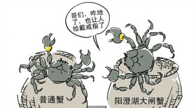 在阳澄湖“洗个澡” 这些螃蟹就价高十倍网上卖