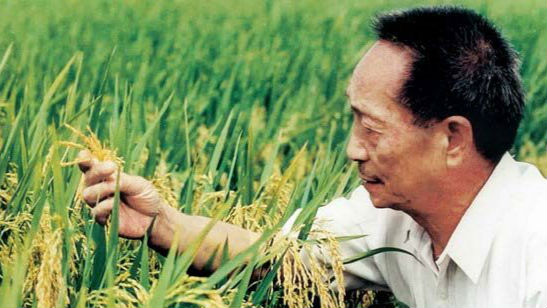 袁隆平的超级稻第五期攻关失败了