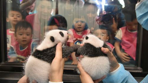 澳门将为大熊猫健健康康举行百日庆贺