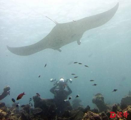 新加坡水族馆发生致命意外魔鬼鱼刺死6旬潜水员