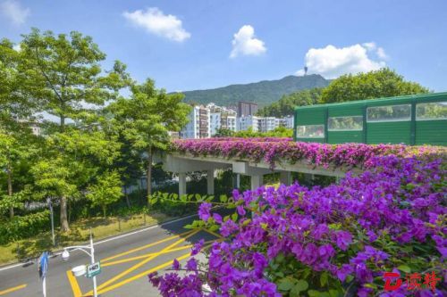 深圳建立立体绿化制度 今年向空中借地46万平米