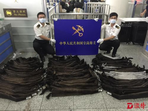 年内4000貂皮欲”偷渡“ 都是水客惹的祸