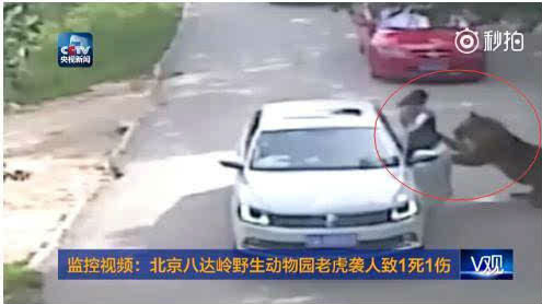 “北京八达岭老虎袭人”家属首发声：下车因晕车
