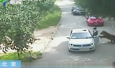 “八达岭老虎咬人”女伤者索赔200余万