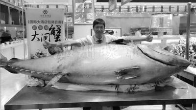 温州现715斤巨型金枪鱼 3800元一两