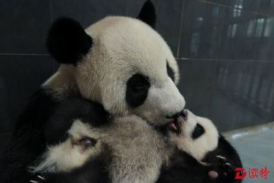 澳门熊猫妈妈“心心”22日与公众见面 