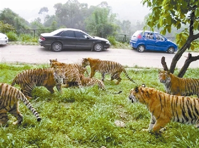 中国动物园协会理事：零距离自驾游动物园应淘汰