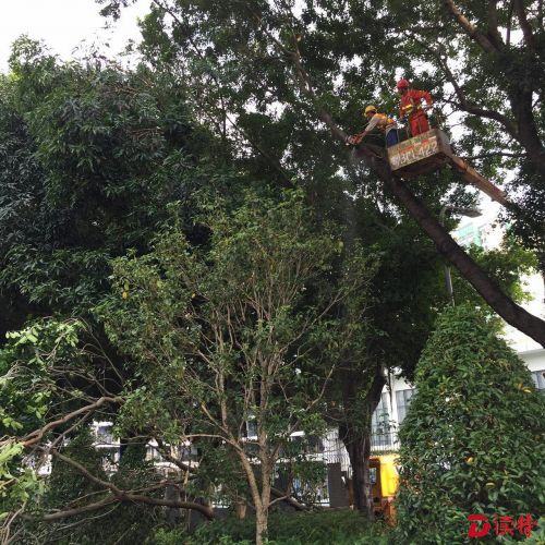 防“海马” 市绿化管理处和绿化工人在紧急行动 