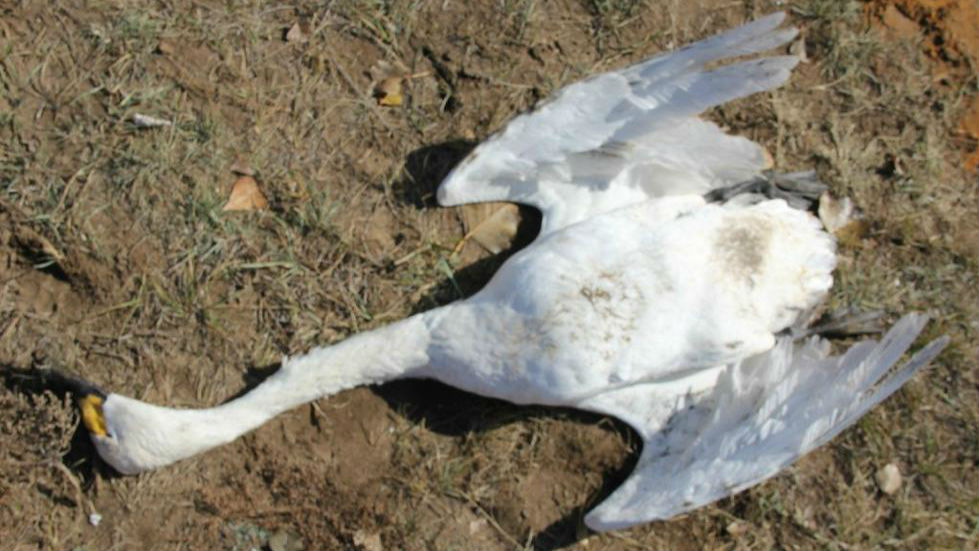 残忍！内蒙古候鸟死亡系人为偷猎投药