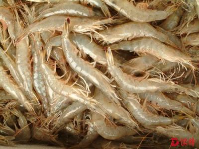 深圳养殖虾类水产品合格率大幅提升