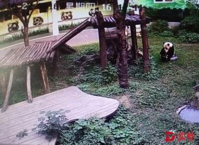 男子动物园挑逗熊猫 被压数分钟挣脱