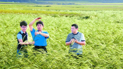 袁隆平种“海水稻”  目前亩产100公斤