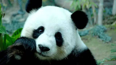 中央赠港熊猫“佳佳”部分遗体将用作科研