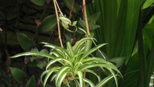 哪些植物净化空气？来香港在九龙公园看答案