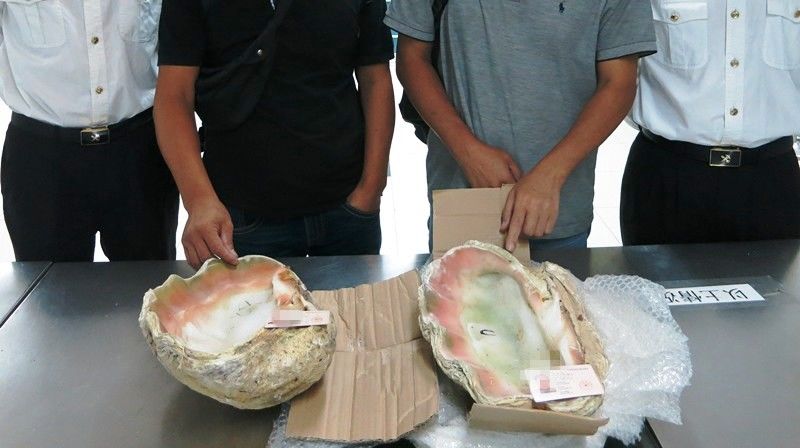 罗湖海关两年查获逾百件濒危“贝王”砗磲