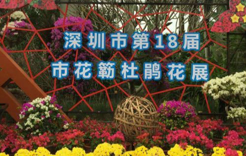 莲花山公园5万盆簕杜鹃都开好了，约吗？