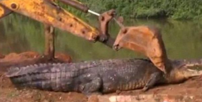 5.2米长重近1吨鳄鱼被困，挖掘机前来救援
