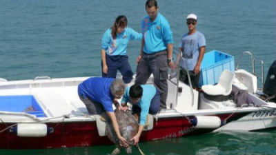香港渔护署让十只绿海龟重回大海