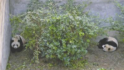 不吃窝窝头听不懂四川话 海归大熊猫难改洋味