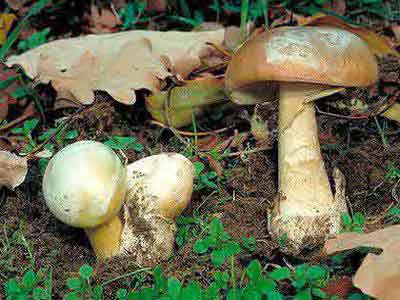 毒蘑菇：环境变也会长虫子