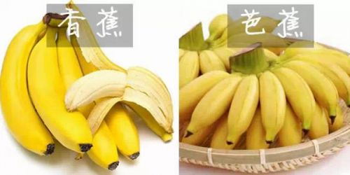 香蕉与芭蕉