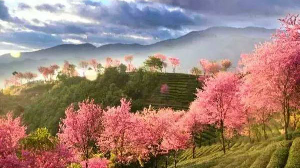 寒冬里，这个地方竟然开起了樱花~