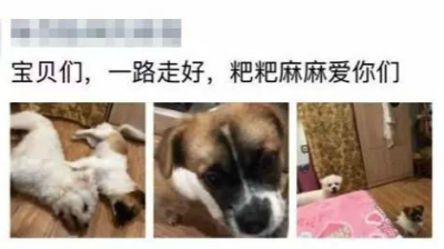 深圳这个小区多条宠物狗离奇死亡 原因是啥？