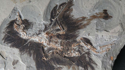 化石羽毛中发现β角蛋白 古生物色彩有望复原