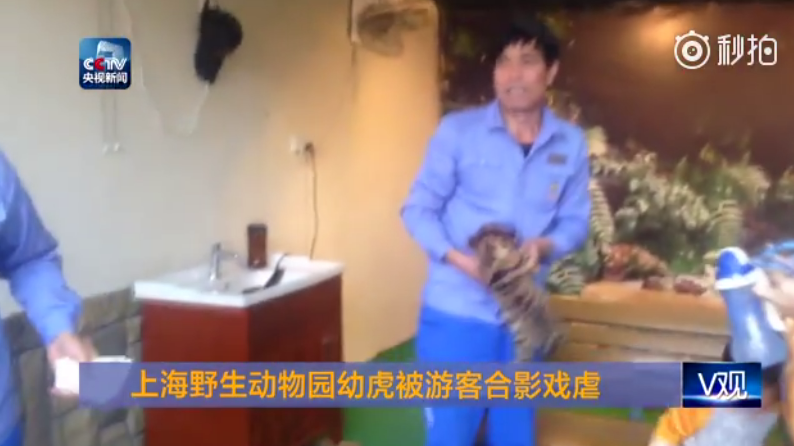 过分！上海野生动物园幼虎任凭游客戏虐拍照