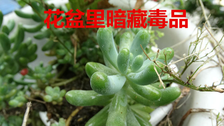 花盆里暗藏毒品 民警蹲守四小时抓获毒贩