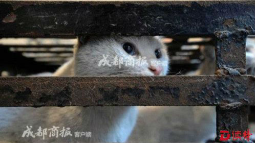 伪爱猫人每天杀百只猫端上餐桌年获利50万