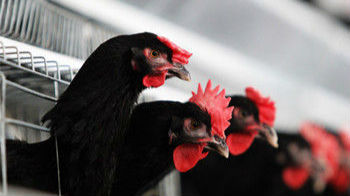 日本检出高致病性禽流感病毒 扑杀约31万只鸡