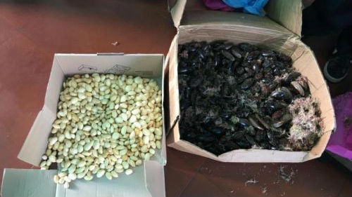 有些东西不能随便带入境，比如这两箱“小萌物”