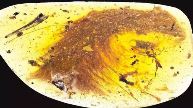 侏罗纪公园成真?人类首次在琥珀中发现恐龙化石