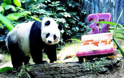 大熊猫佳佳骨骸捐献香港城市大学作研究