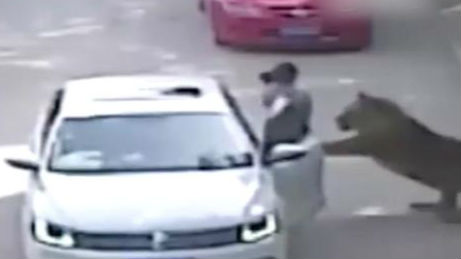 八达岭虎袭人事件申请异地审判被拒