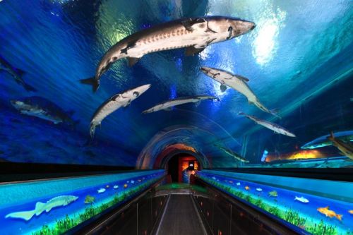 6382877d6abc7218919c1964325d8d7f_w800_h0_c0_t0