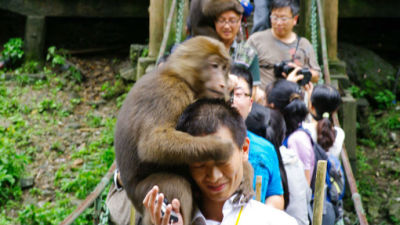 游客在峨眉山游玩 被导游收了15元“猴子险”