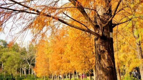 何必舍近求远 ！香港6大赏枫好去处