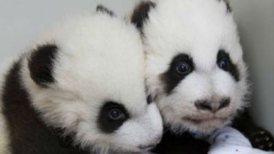美国新生大熊猫双胞胎获名“雅伦”“喜伦”