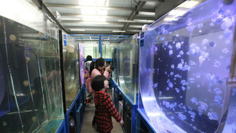 水母世界里的“育儿专家”：把精灵带给孩子们