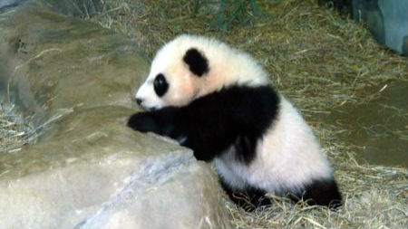 小熊猫“燑燑”“烙烙”19日起与澳门公众见面