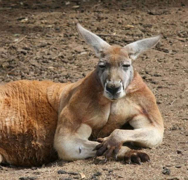我简直不敢相信你是这样的袋鼠